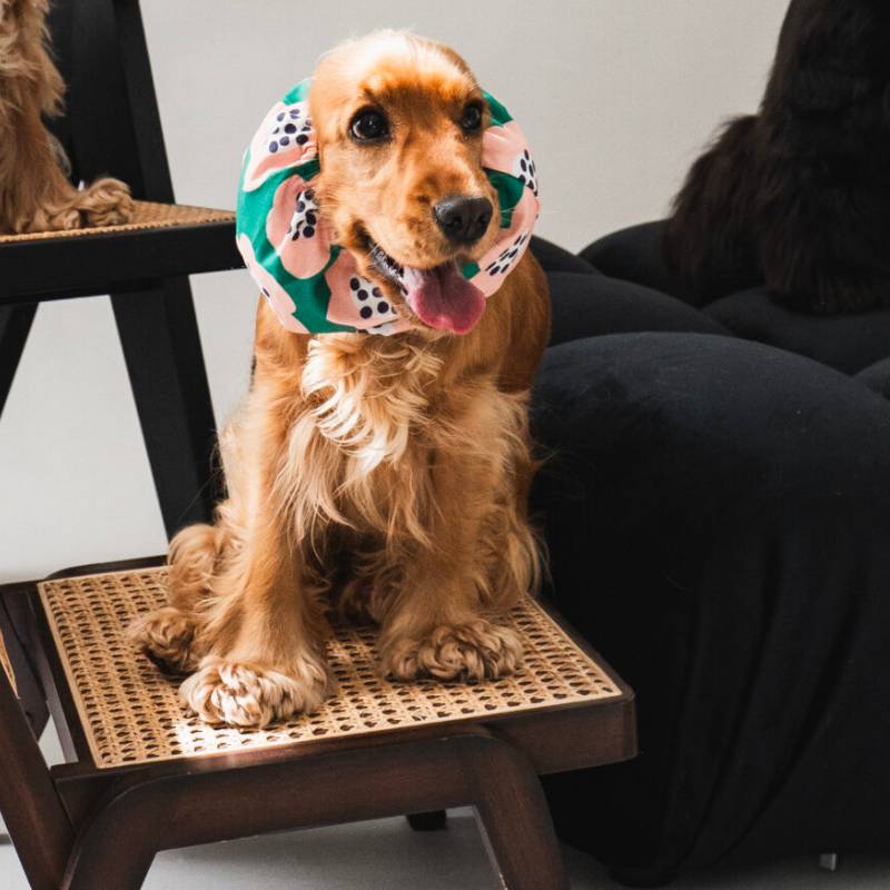 SNOOD POUR CHIEN EN COTON - VERT À FLEURS - Image 3