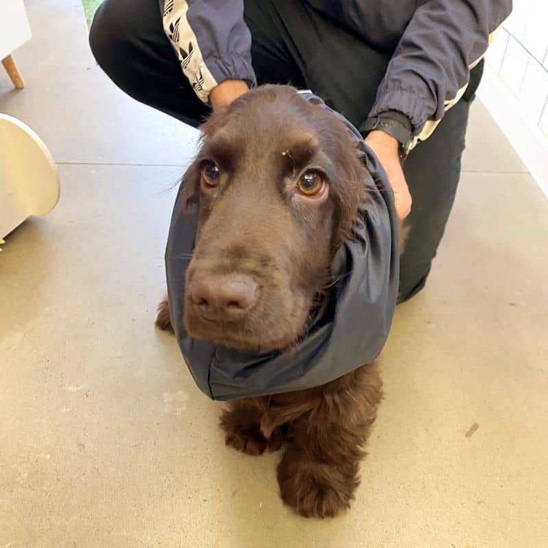 SNOOD WATERPROOF POUR CHIEN - BLEU MARINE - Image 5