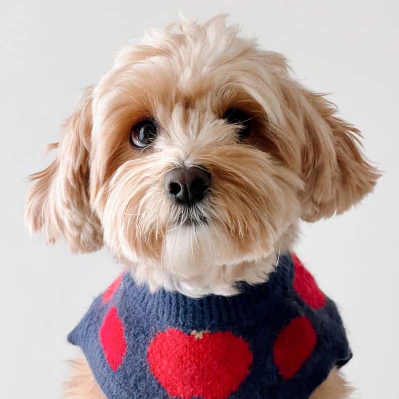 PULL POUR CHIEN - POMMES "APPLEY EVER AFTER" 🍎 - Image 3