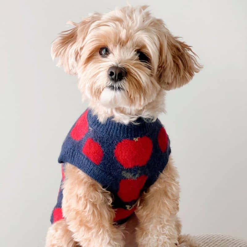 PULL POUR CHIEN - POMMES "APPLEY EVER AFTER" 🍎 - Image 4