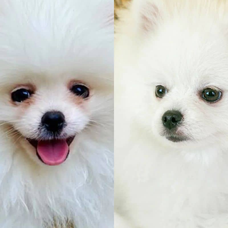 NETTOYANT POUR LES YEUX POWER EYES POUR CHIEN ET CHAT - Image 2