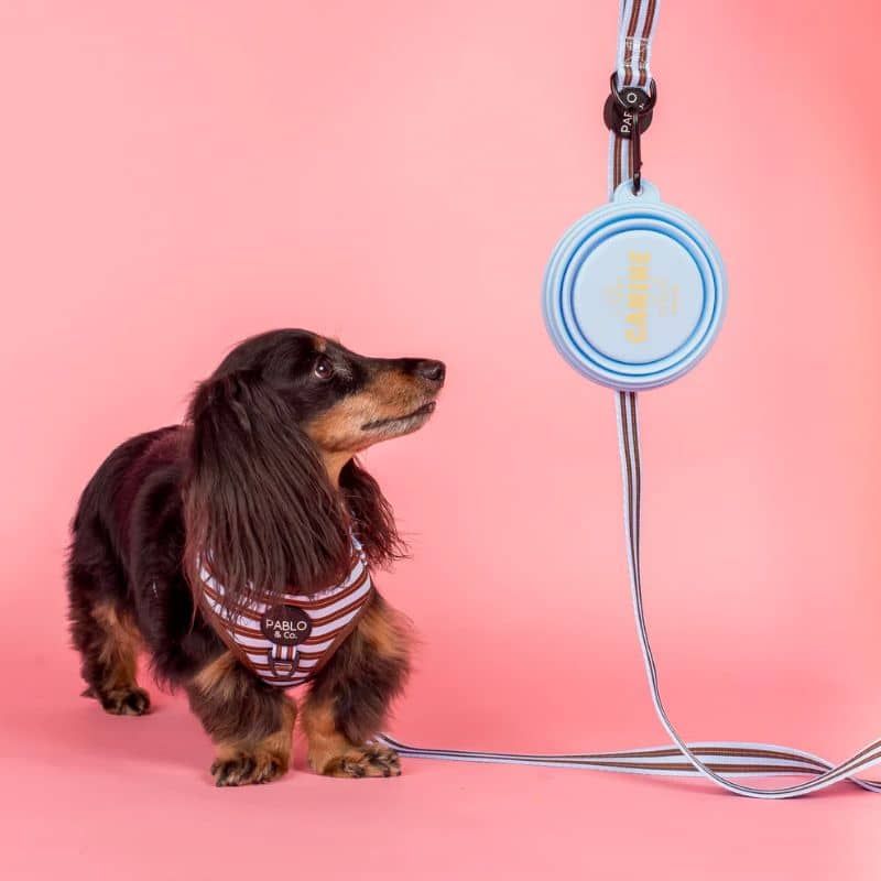 GAMELLE DE VOYAGE PLIABLE POUR CHIEN - "CALL ME CUTE", "WOOF" & "CANINE CLUB" - Image 6