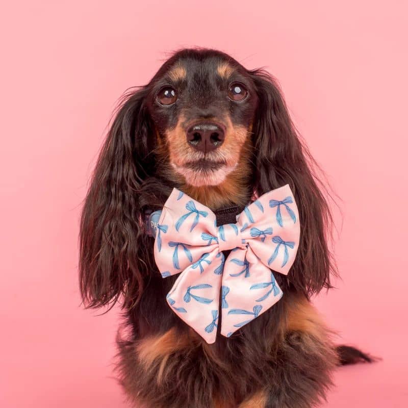 NOEUD PAPILLON SAILOR POUR CHIEN - NOEUD "BABY BLUE" - Image 2