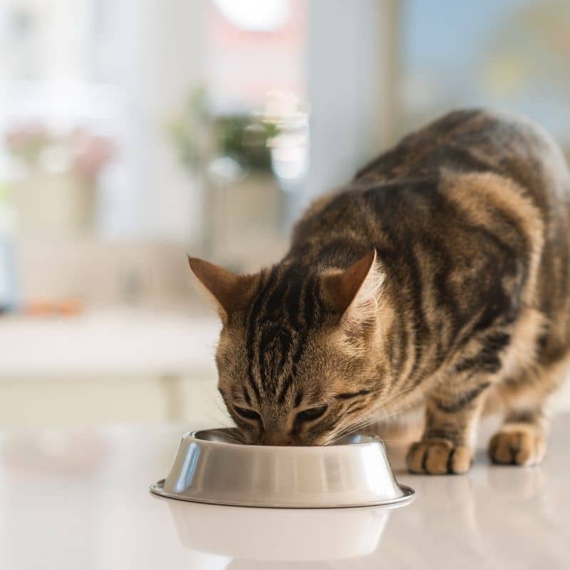 PÂTÉE COMPLÉMENTAIRE POUR CHAT - BLANC DE POULET - Image 2