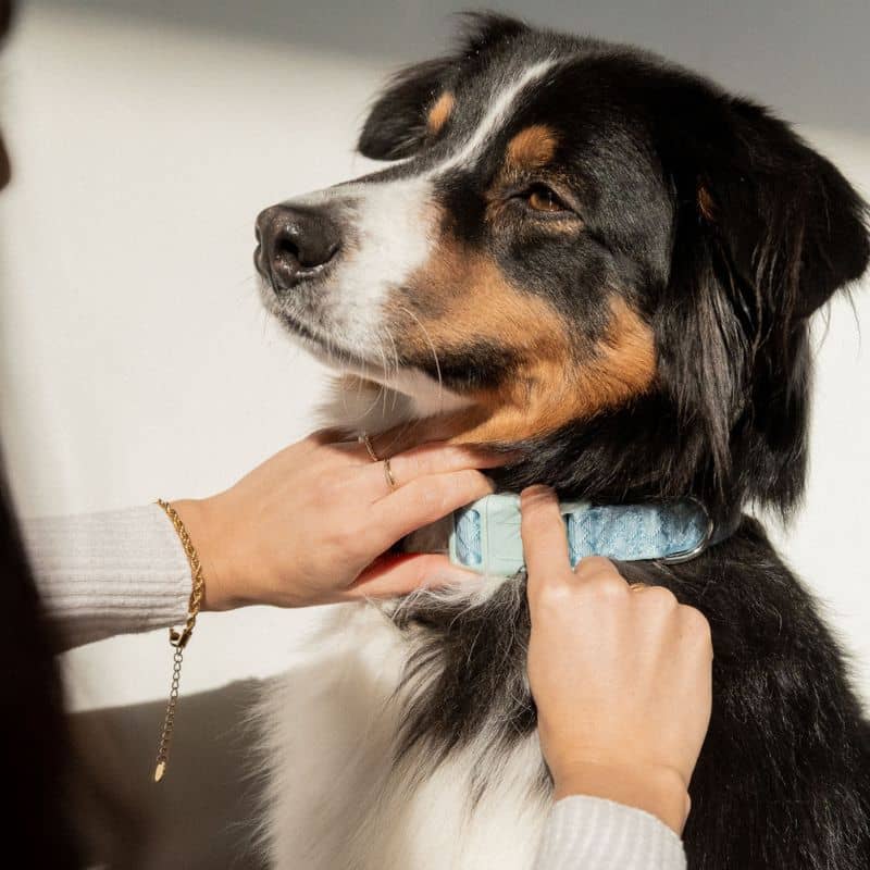COLLIER POUR CHIEN EN TISSU - BLEU CLOUD ☁️ - Image 2
