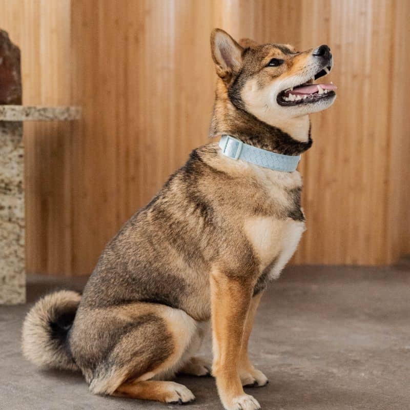 COLLIER POUR CHIEN EN TISSU - BLEU CLOUD ☁️ - Image 4