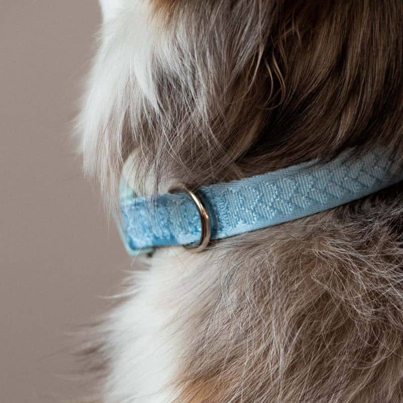 COLLIER POUR CHIEN EN TISSU - BLEU CLOUD ☁️ - Image 5
