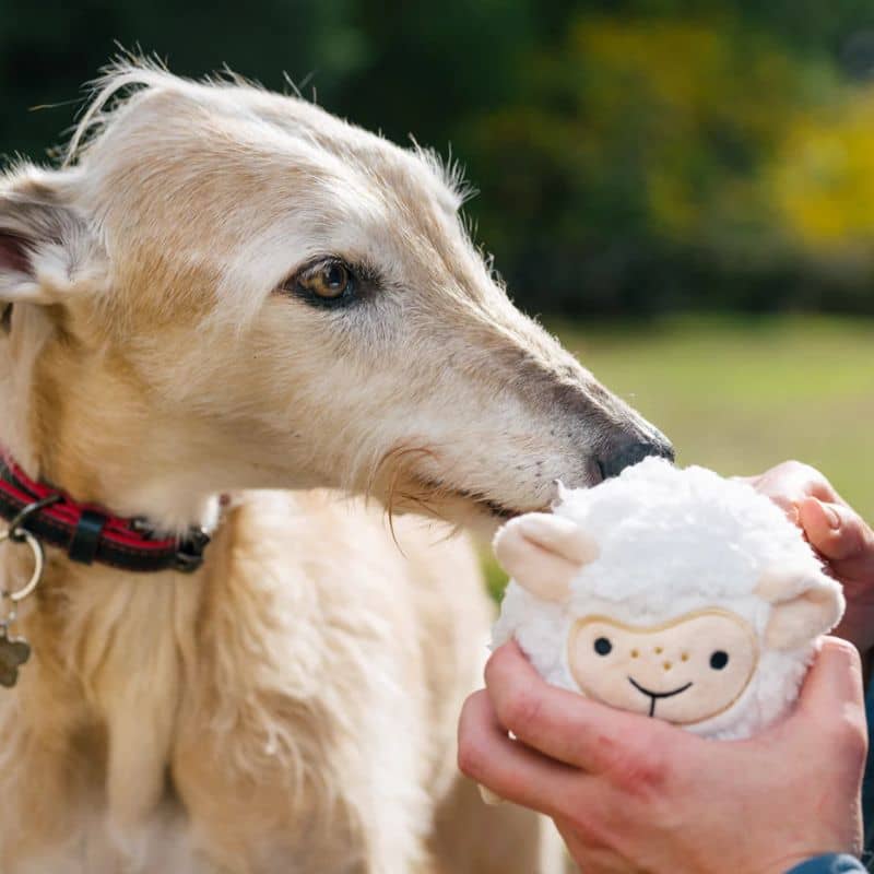 PELUCHE AVEC BALLE PICOTS POUR CHIEN - MOUTON 🐑 - Image 2