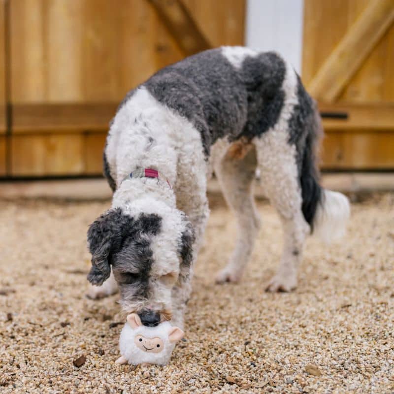 PELUCHE AVEC BALLE PICOTS POUR CHIEN - MOUTON 🐑 - Image 4