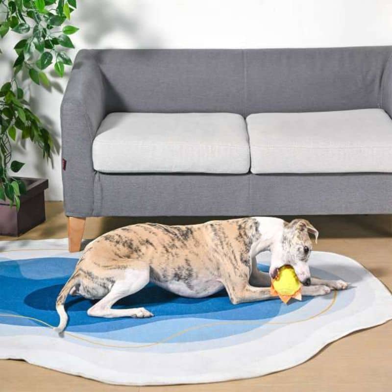 PELUCHE AVEC BALLE POUR CHIEN - SOLEIL ☀️ - Image 4