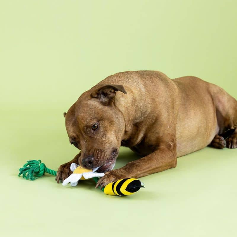 PELUCHE AVEC CORDE POUR CHIEN - ABEILLE & FLEUR 🐝🌼 - Image 3