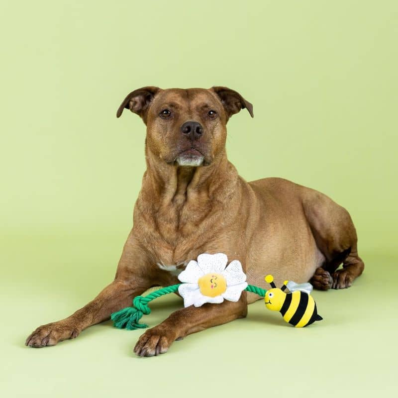 PELUCHE AVEC CORDE POUR CHIEN - ABEILLE & FLEUR 🐝🌼 - Image 4