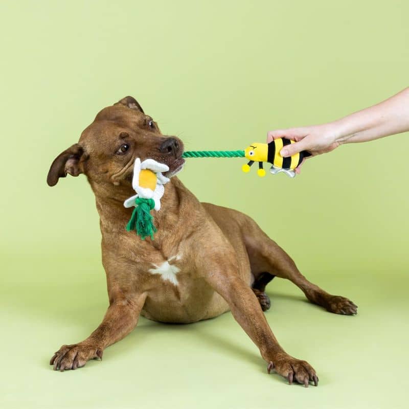 PELUCHE AVEC CORDE POUR CHIEN - ABEILLE & FLEUR 🐝🌼 - Image 5