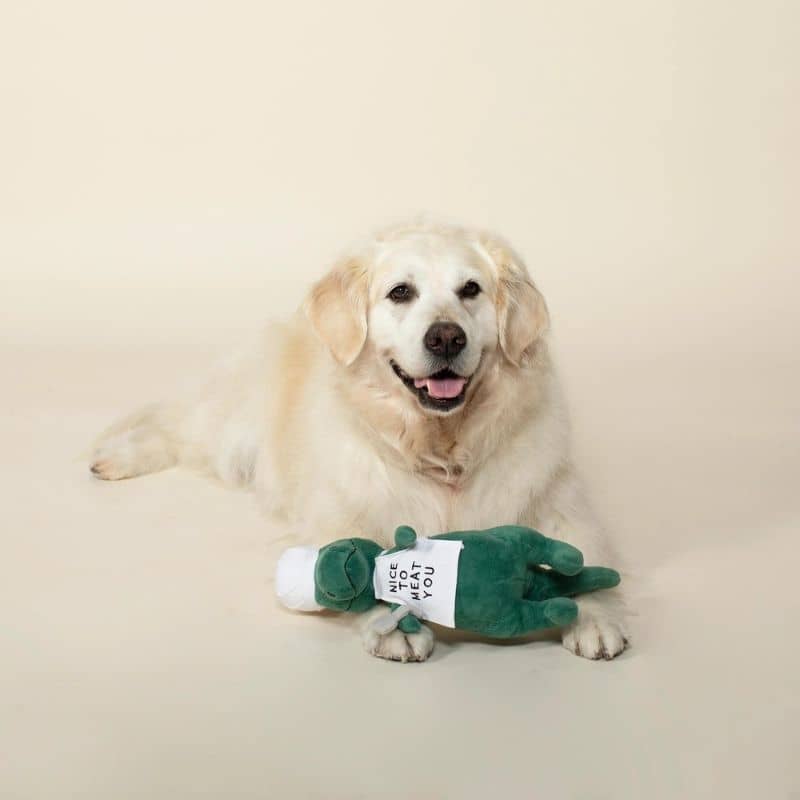 PELUCHE POUR CHIEN - DINOSAURE CHEF CUISTO 🧑🍳 - Image 2