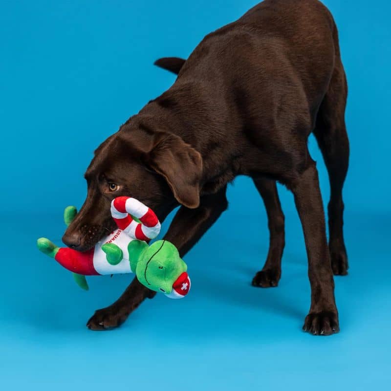 PELUCHE POUR CHIEN - DINOSAURE MAÎTRE-NAGEUR 🛟 - Image 4