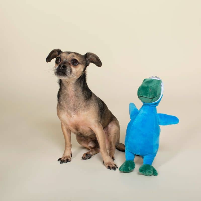 PELUCHE POUR CHIEN - DINOSAURE REQUIN 🦈 - Image 2