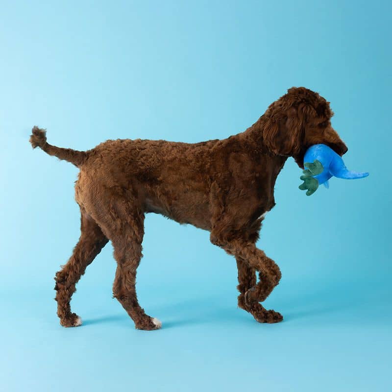 PELUCHE POUR CHIEN - DINOSAURE REQUIN 🦈 - Image 5