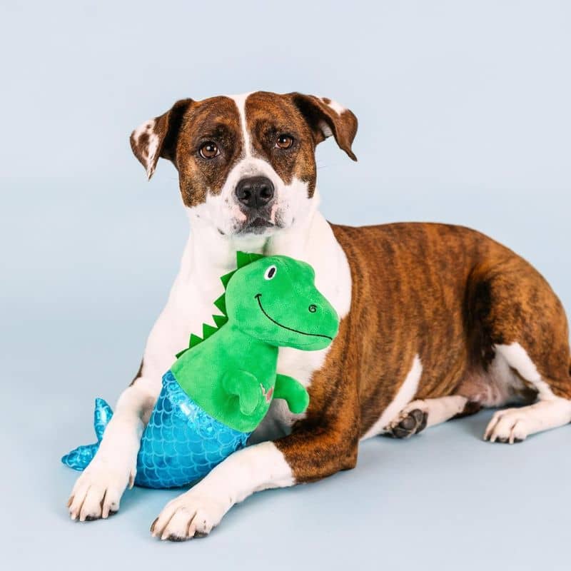 PELUCHE POUR CHIEN - DINOSAURE SIRÈNE 🧜‍♀️ - Image 3