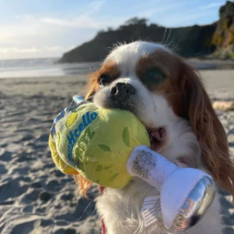 PELUCHE POUR CHIEN - LIMUTTCELLO SPRITZ 🍹 - Image 3