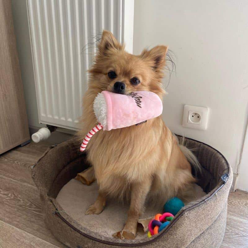 PELUCHE POUR CHIEN - MILKSHAKE (2 TAILLES DISPO) - Image 3