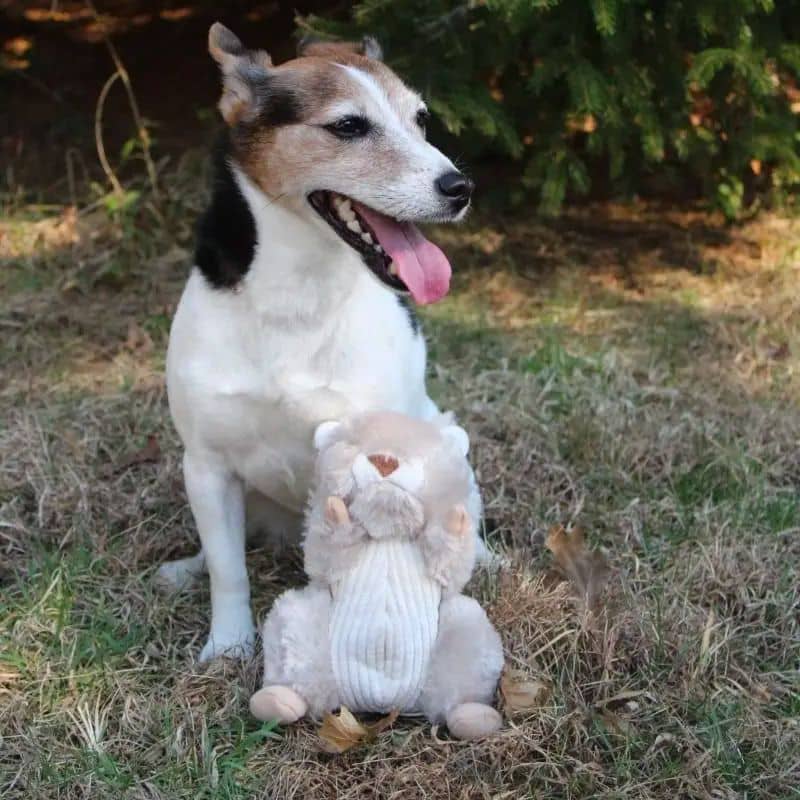 PELUCHE QUI BOUGE POUR CHIEN - ÉCUREUIL 🐿️ - Image 3