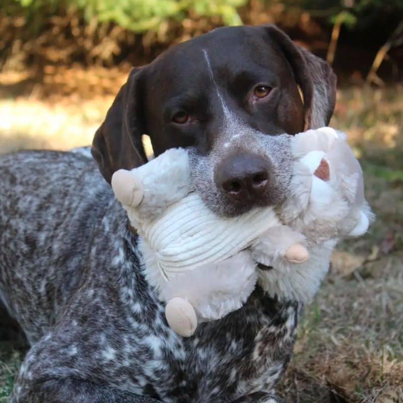 PELUCHE QUI BOUGE POUR CHIEN - ÉCUREUIL 🐿️ - Image 4