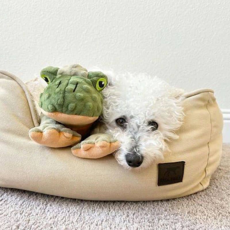 PELUCHE QUI BOUGE POUR CHIEN - GRENOUILLE 🐸 - Image 4