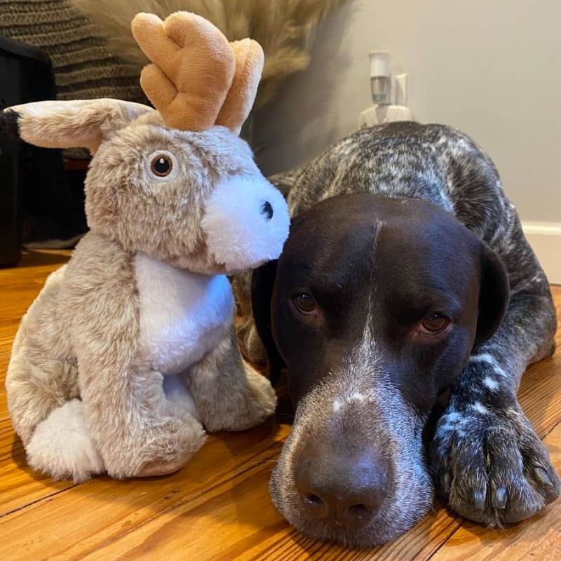 PELUCHE QUI BOUGE POUR CHIEN - JACKALOPE - Image 3