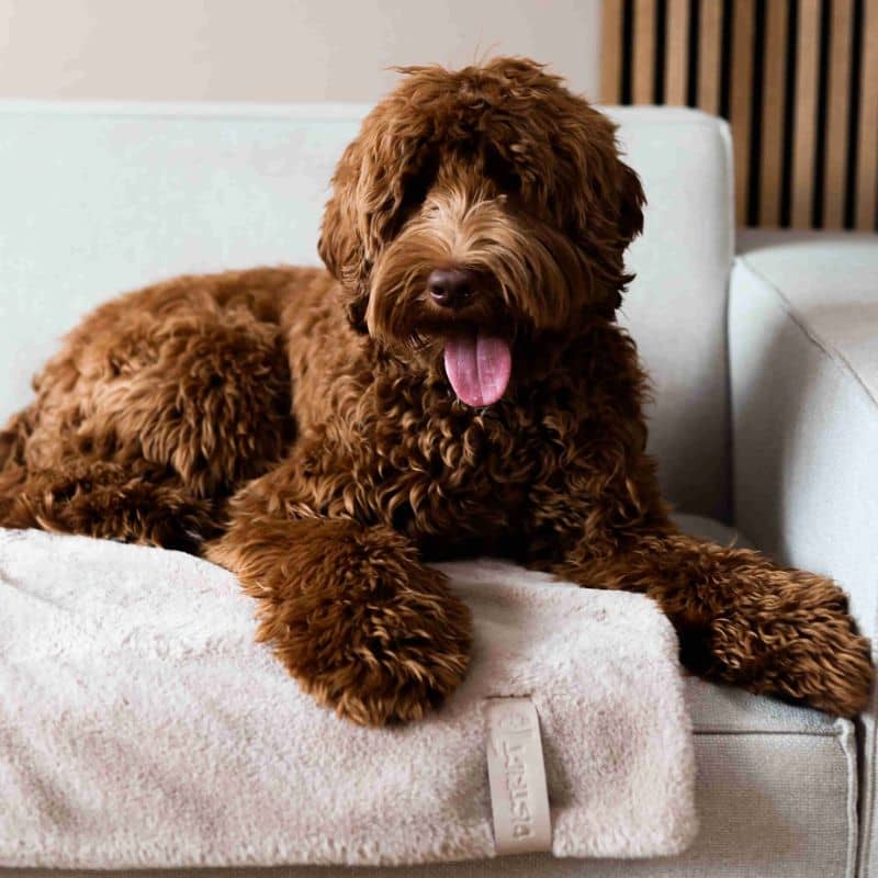 PLAID POUR CHIEN EN FAUSSE FOURRURE - 3 COULEURS DISPO - Image 4