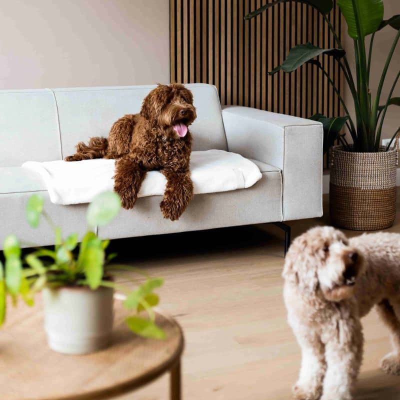 PLAID POUR CHIEN EN FAUSSE FOURRURE - 3 COULEURS DISPO - Image 8