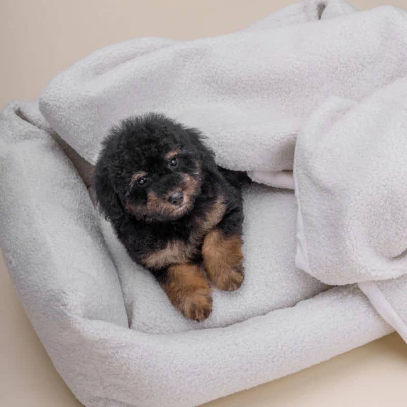 PLAID POUR CHIEN OU CHAT EN BOUCLETTE - CRÈME - Image 3