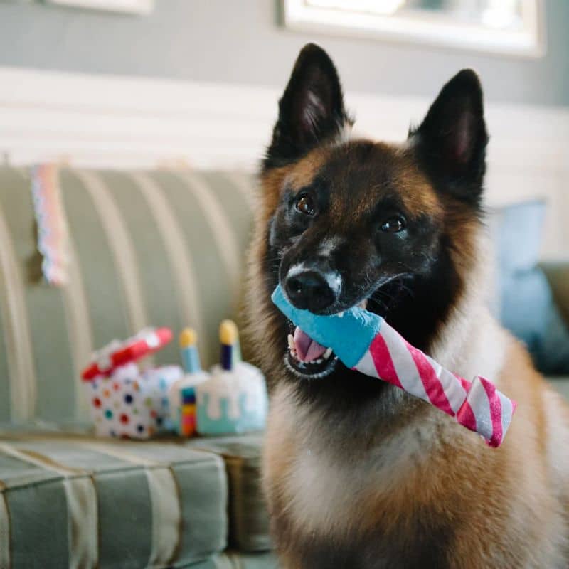 PELUCHE QUI BOUGE POUR CHIEN - LANGUE DE BELLE MÈRE COTILLON - Image 2