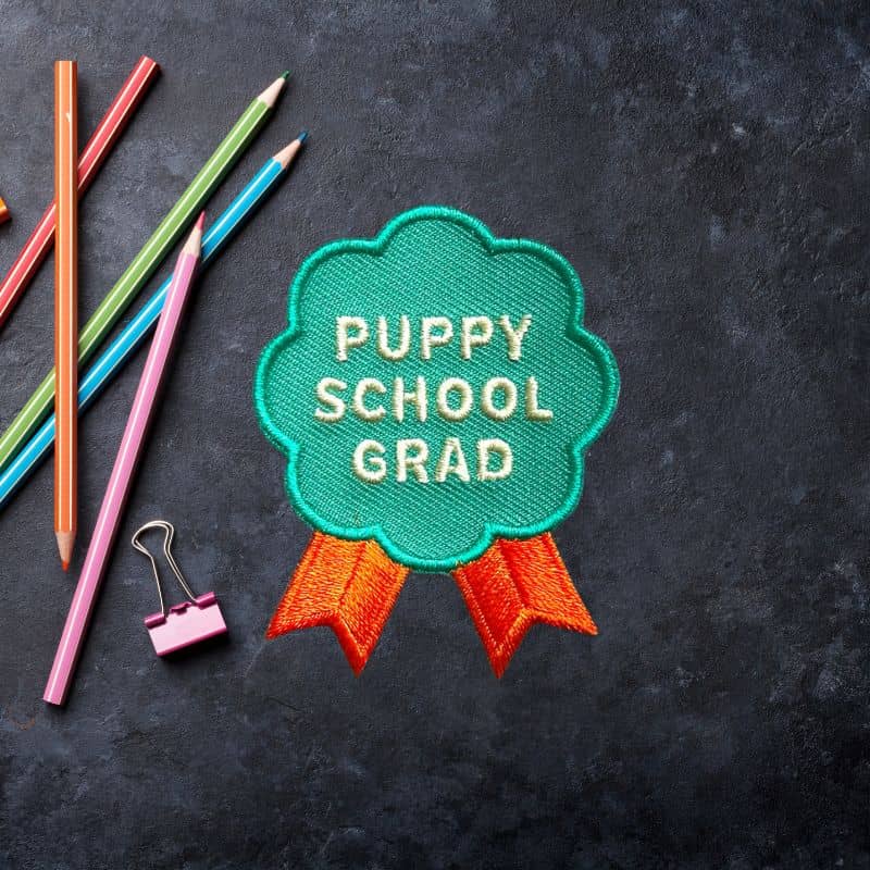 PATCH THERMOCOLLANT - PUPPY SCHOOL GRAD - Image 2