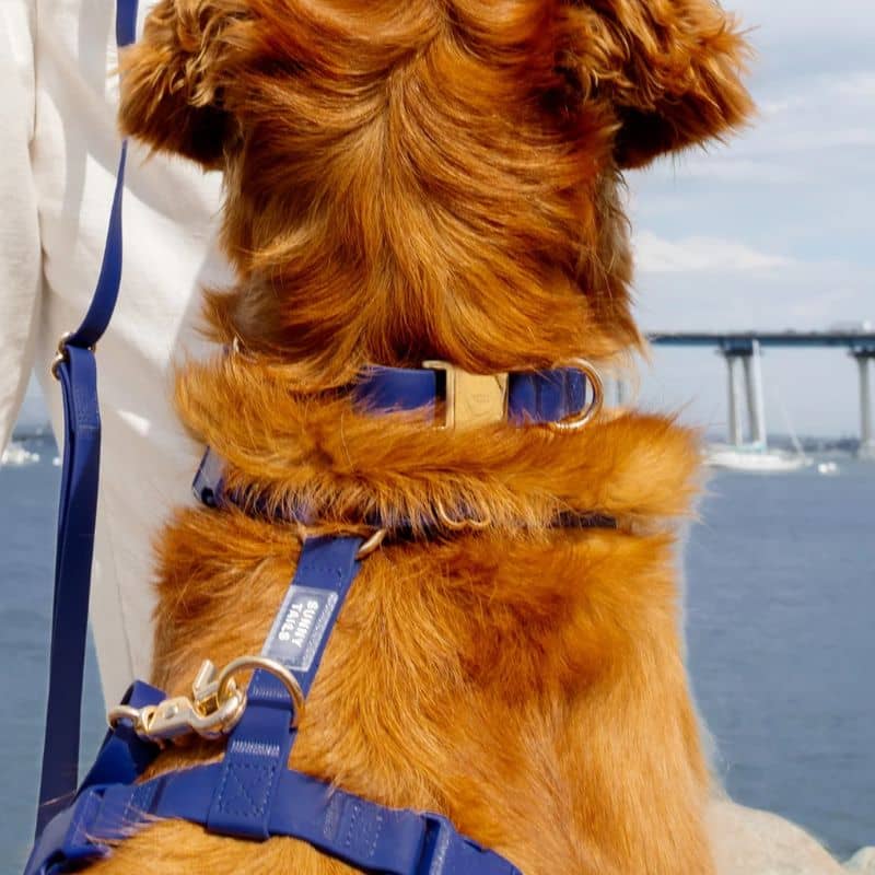 COLLIER POUR CHIEN WATERPROOF - BLEU MARINE "NAVY" - Image 3