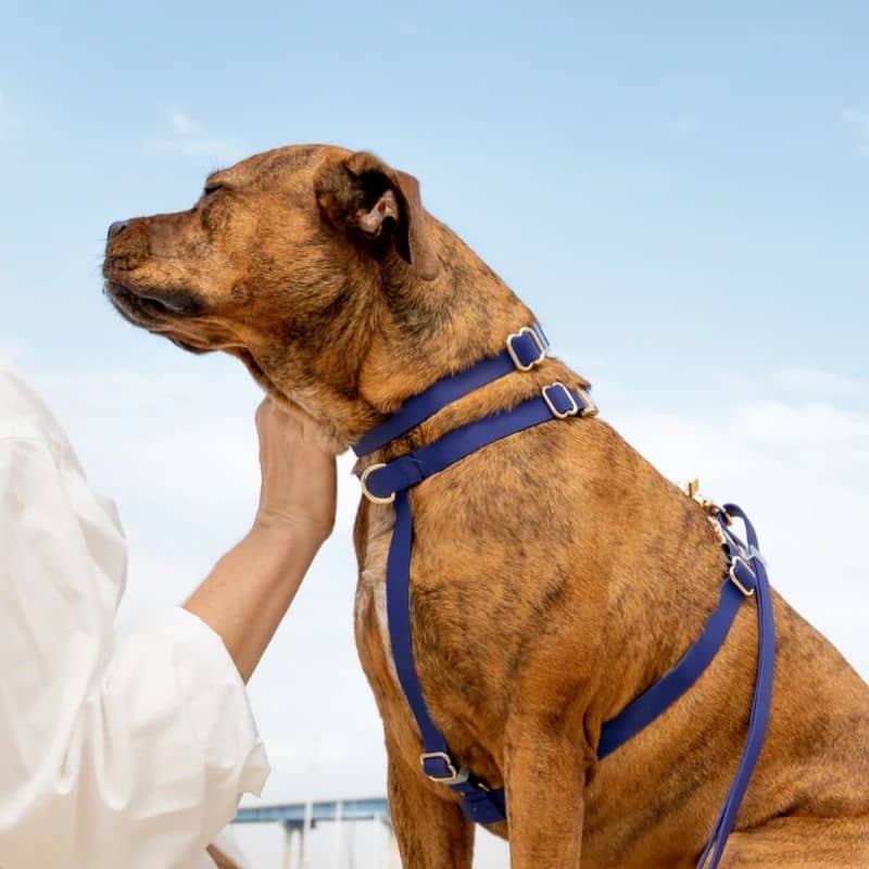 COLLIER POUR CHIEN WATERPROOF - BLEU MARINE "NAVY" - Image 4