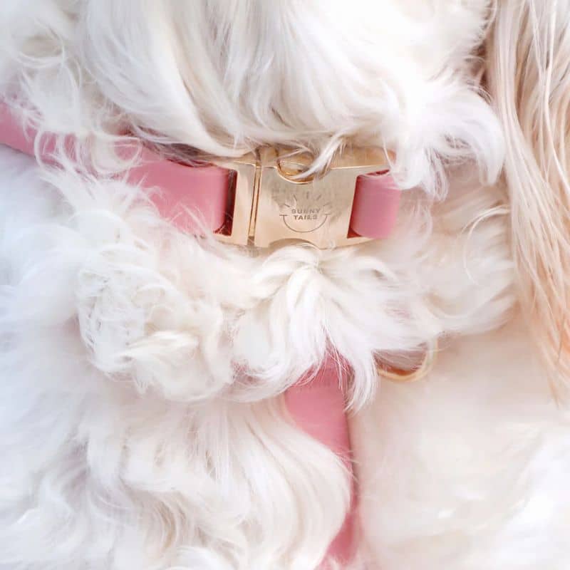 COLLIER POUR CHIEN WATERPROOF - ROSE - Image 3