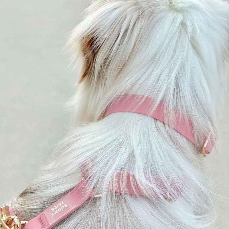 COLLIER POUR CHIEN WATERPROOF - ROSE - Image 4