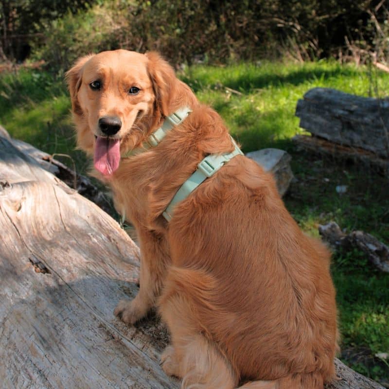 🆕 HARNAIS POUR CHIEN WATERPROOF - PISTACHE *BOUCLES COULEURS* - Image 3