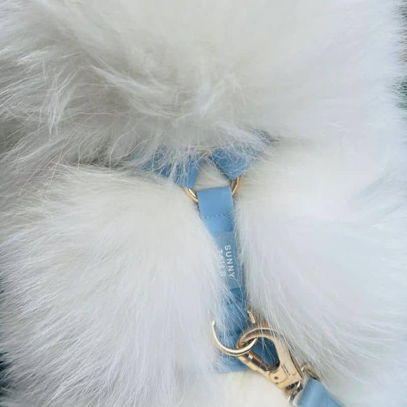 HARNAIS POUR CHIEN WATERPROOF - BLEU CIEL *BOUCLES TRANSPARENTES* - Image 5