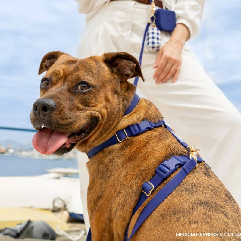 đ HARNAIS POUR CHIEN WATERPROOF - BLEU MARINE "NAVY" *BOUCLES COULEURS* - Image 4