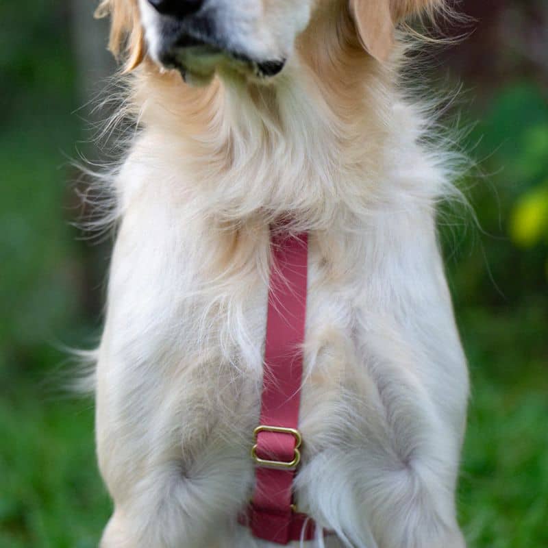 HARNAIS POUR CHIEN WATERPROOF - FRAMBOISE *BOUCLES TRANSPARENTES* - Image 3