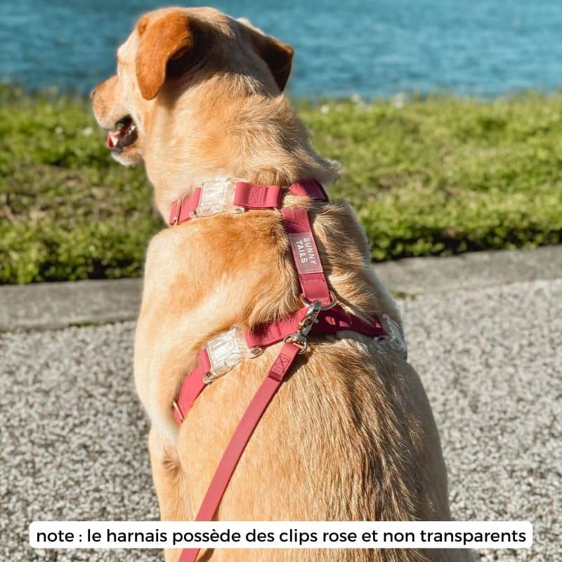 🆕 HARNAIS POUR CHIEN WATERPROOF - FRAMBOISE *BOUCLES COULEURS* - Image 4