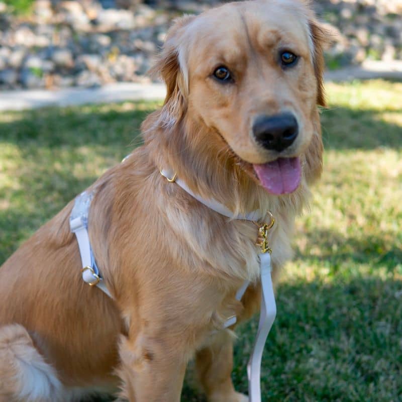 HARNAIS POUR CHIEN WATERPROOF - LAVANDE *BOUCLES TRANSPARENTES* - Image 4