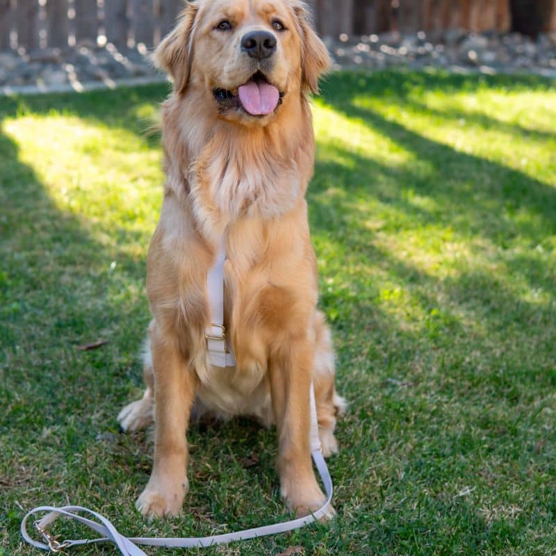 HARNAIS POUR CHIEN WATERPROOF - LAVANDE *BOUCLES TRANSPARENTES* - Image 5