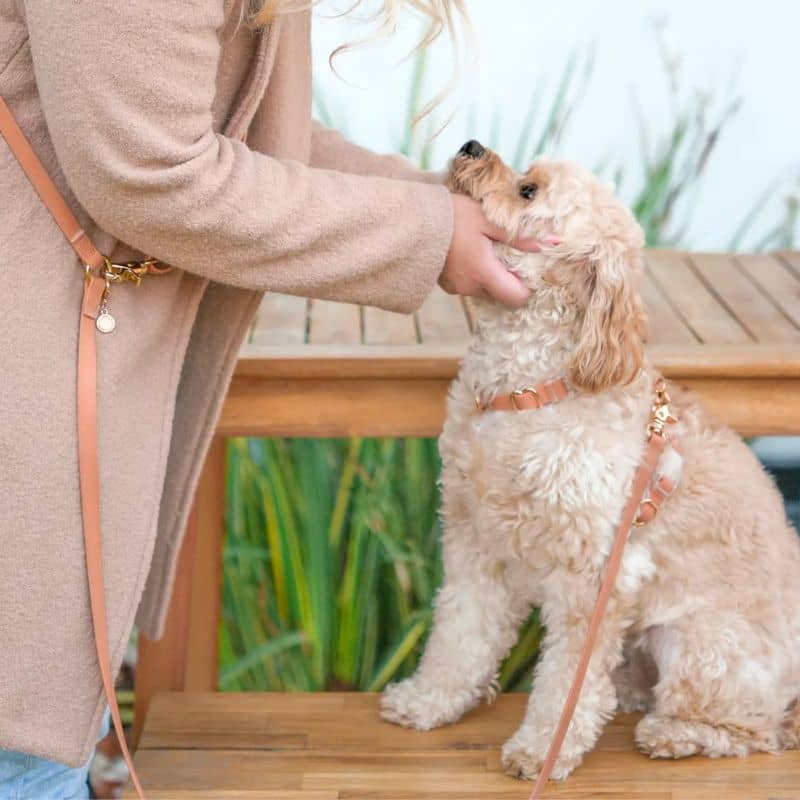 HARNAIS POUR CHIEN WATERPROOF - MARRON CHAI *BOUCLES TRANSPARENTES* - Image 3