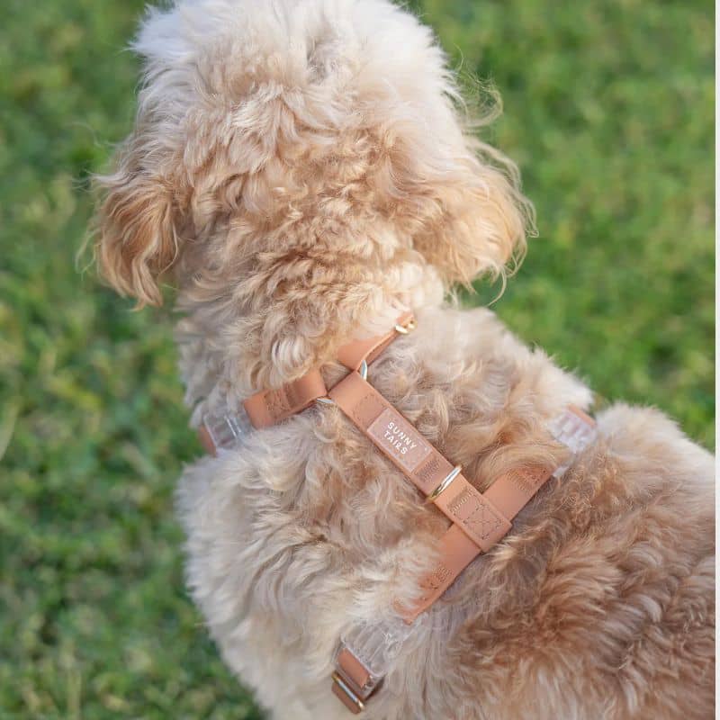 HARNAIS POUR CHIEN WATERPROOF - MARRON CHAI *BOUCLES TRANSPARENTES* - Image 4