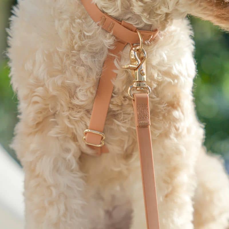 HARNAIS POUR CHIEN WATERPROOF - MARRON CHAI *BOUCLES TRANSPARENTES* - Image 5