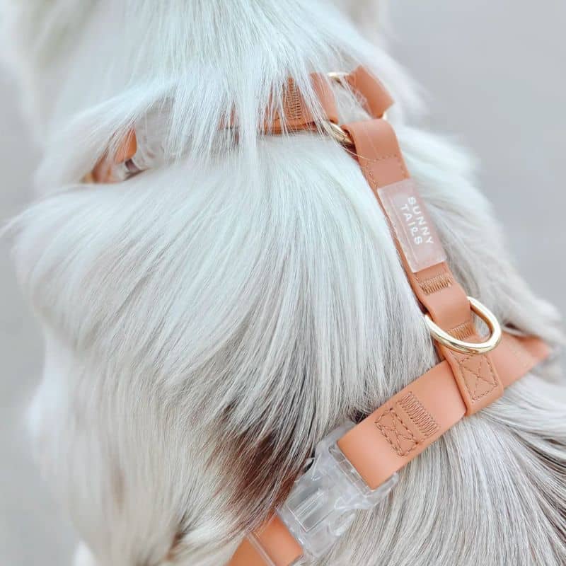 HARNAIS POUR CHIEN WATERPROOF - MARRON CHAI *BOUCLES TRANSPARENTES* - Image 6