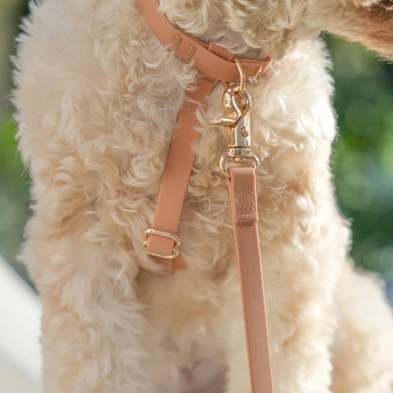 🆕 HARNAIS POUR CHIEN WATERPROOF - MARRON CHAI *BOUCLES COULEURS* - Image 5