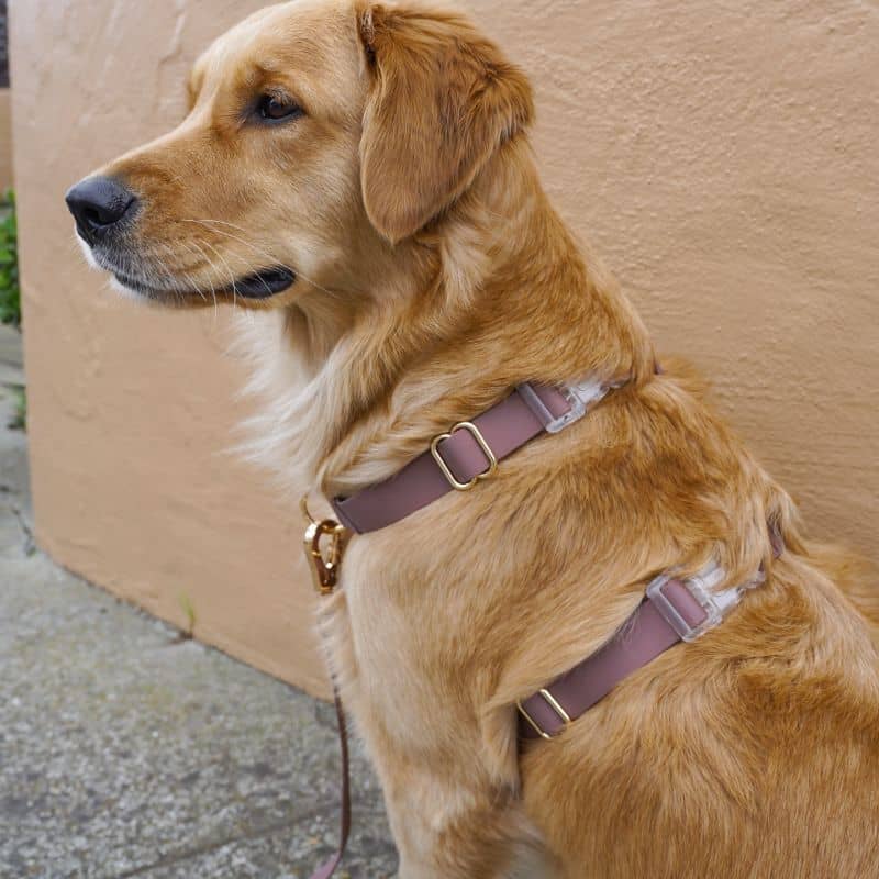 HARNAIS POUR CHIEN WATERPROOF - MARRON ESPRESSO *BOUCLES TRANSPARENTES* - Image 4